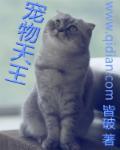 宠物天王讲了什么